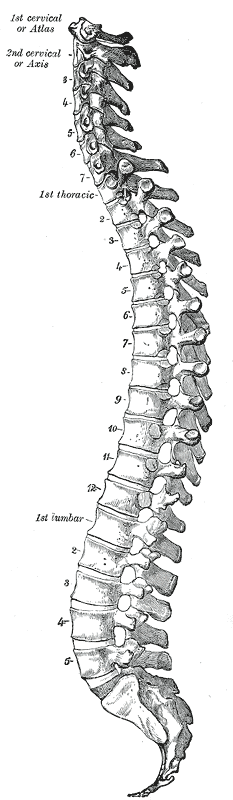 Lateral view of the vertebral column from Gray's Anatomy